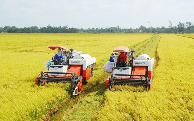 Cập nhật giá lúa gạo hôm nay 5/10/2021: Giá gạo tăng mạnh