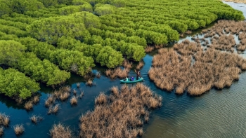Phê duyệt đề án Bảo vệ và phát triển rừng vùng ven biển nhằm ứng phó với biến đổi khí hậu