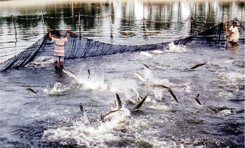 phê duyệt Đề án phát triển nuôi trồng thuỷ sản trên biển đến năm 2030, tầm nhìn đến năm 2045.