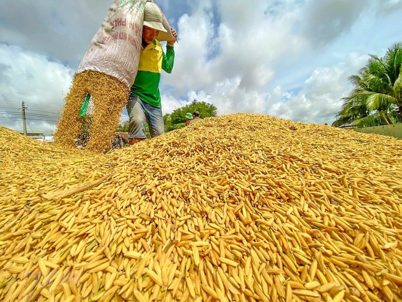 Cập nhật giá lúa gạo hôm nay 7/10/2021: Giá gạo giảm nhẹ
