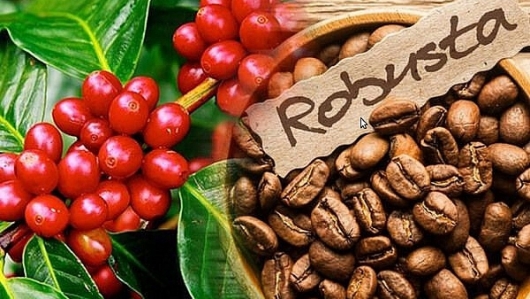 Doanh nghiệp Thụy Điển cần mua cà phê Robusta