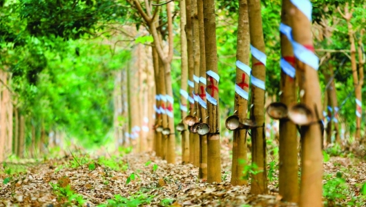Cập nhật giá cao su hôm nay 12/10/2021: Giữ đà đi lên