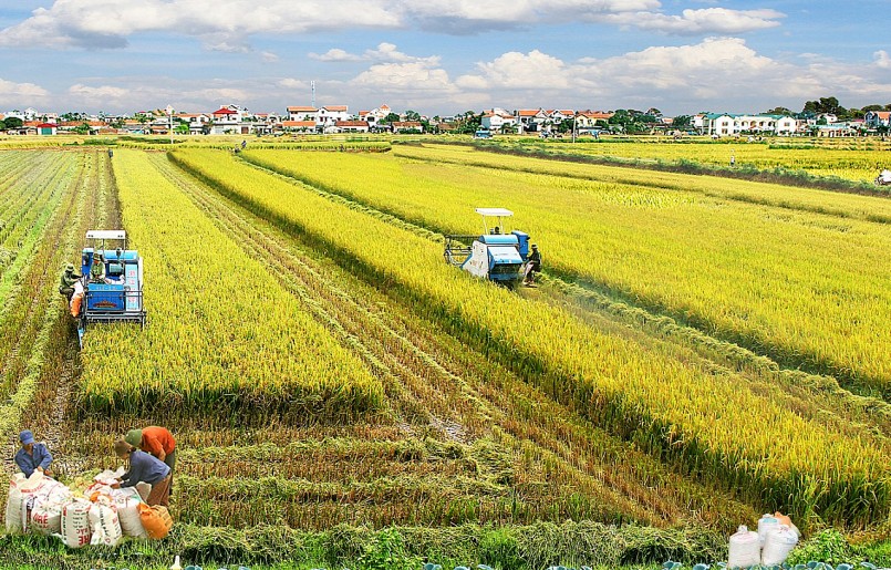 Chuyển mục đích sử dụng 29,41 ha đất trồng lúa tại tỉnh Trà Vinh