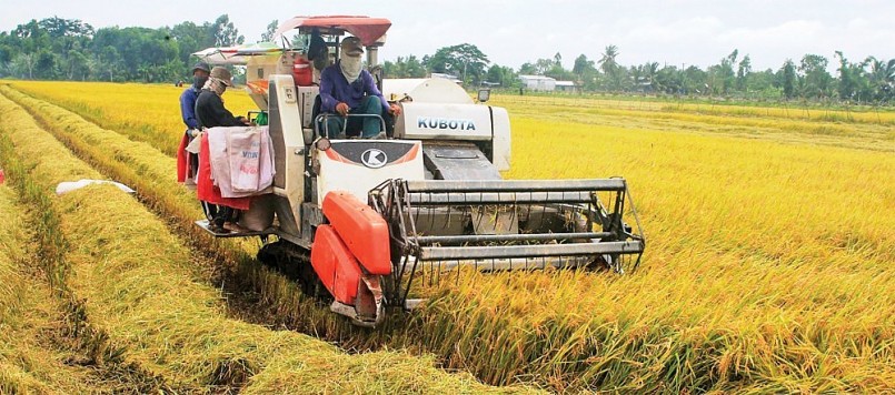 Cập nhật giá lúa gạo hôm nay 21/10/2021: Lúa Thu đông tăng 200-400 đồng/kg