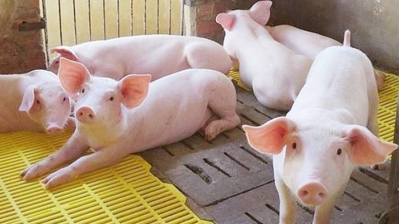 Cập nhật giá lợn hơi hôm nay 24/10/2021: Một tuần giảm sâu