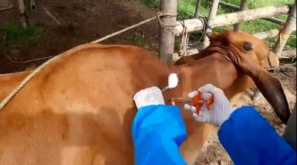 Sử dụng vaccine VDNC để tiêm phòng cho đàn trâu, bò là giải pháp tốt nhất, hiệu quả nhất và chi phí thấp nhất trong công tác phòng, chống dịch bệnh