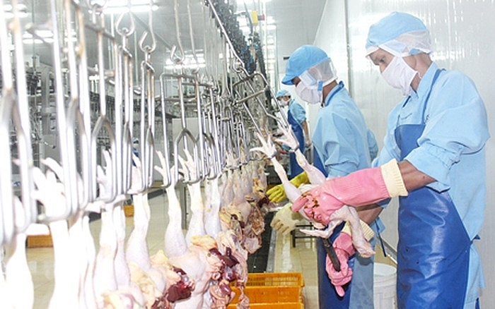 Rộng đường xuất khẩu cho thịt gà Việt Nam