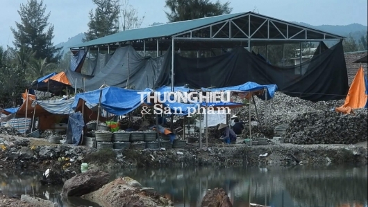 Huyện Vân Đồn (Quảng Ninh): Kinh hãi quy trình chế biến ruột Hàu sống