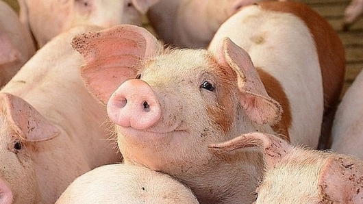 Giá thịt lợn hôm nay 29/11: Đồng loạt giảm ở miền Nam