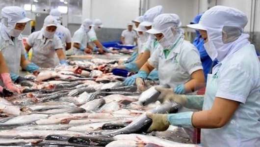 Xuất khẩu cá tra sang Trung Quốc: VASEP "cầu cứu" Bộ NN&PTNT