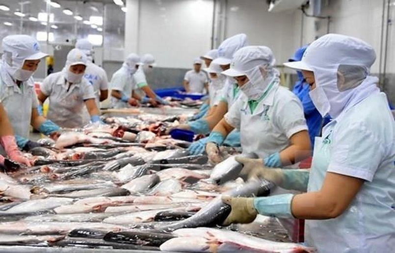 Xuất khẩu cá tra sang Trung Quốc: VASEP 
