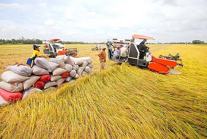 Cập nhật giá lúa gạo hôm nay 01/11/2021: Giá gạo có xu hướng tăng