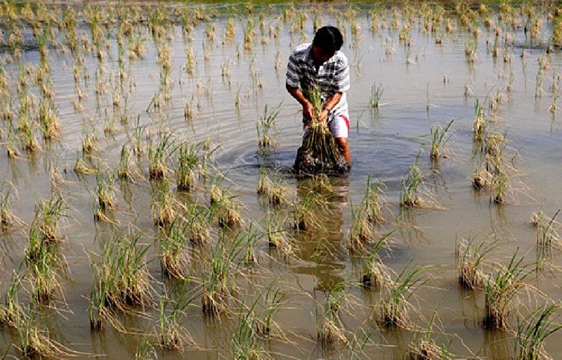 Biến đổi khí hậu làm gia tăng các rủi ro liên quan đến nước, gây ảnh hưởng nặng nề tới canh tác nông nghiệp