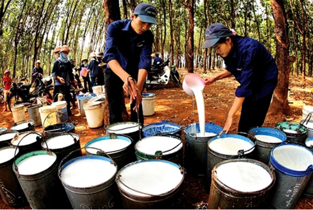 Kim ngạch xuất khẩu cao su của Việt Nam vẫn đạt mức cao