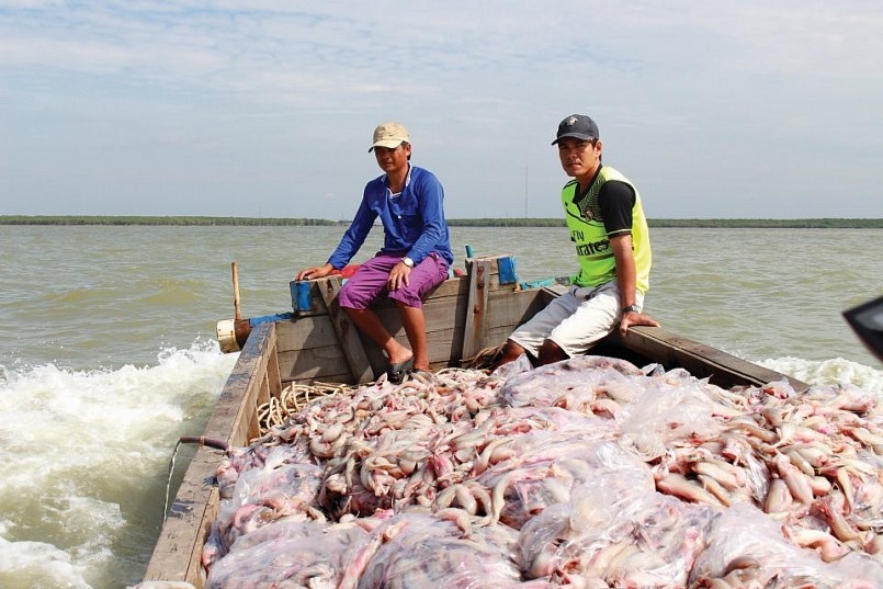 Ngư dân Quảng Trị trúng lớn mùa cá cuối năm