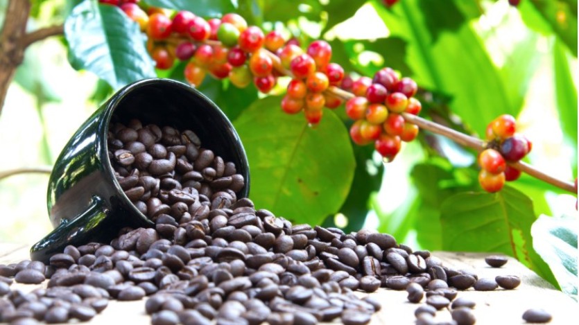 Ngành cà phê kỳ vọng bứt tốc mạnh trong quý IV/2021