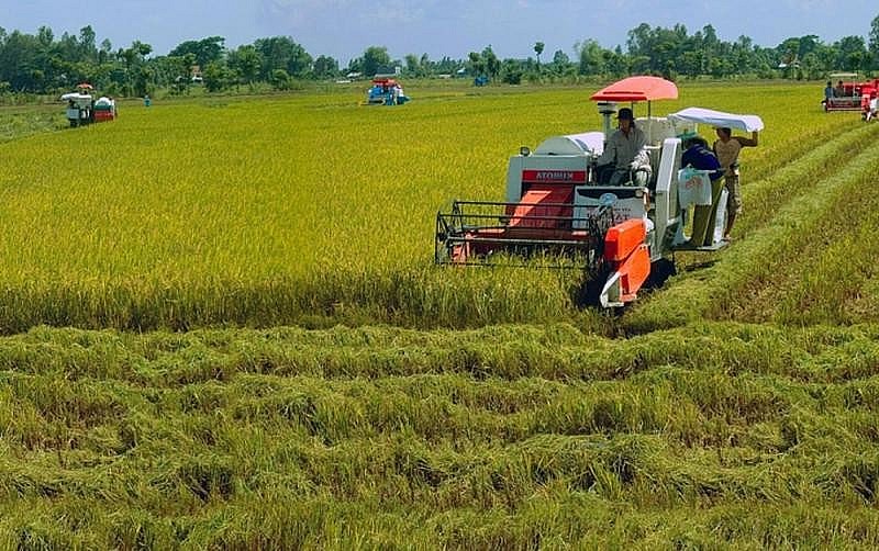 Cập nhật giá lúa gạo hôm nay 6/11/2021: Giá lúa tiếp đà tăng