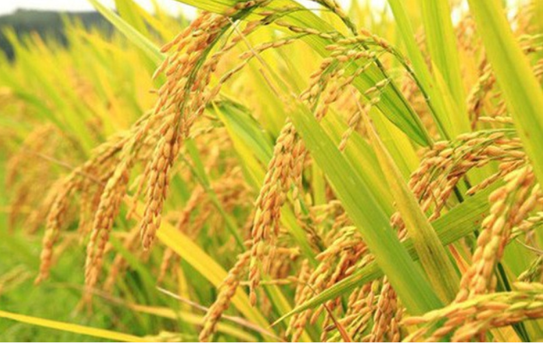 Cập nhật giá lúa gạo hôm nay 10/11/2021: Bất ngờ quay đầu giảm