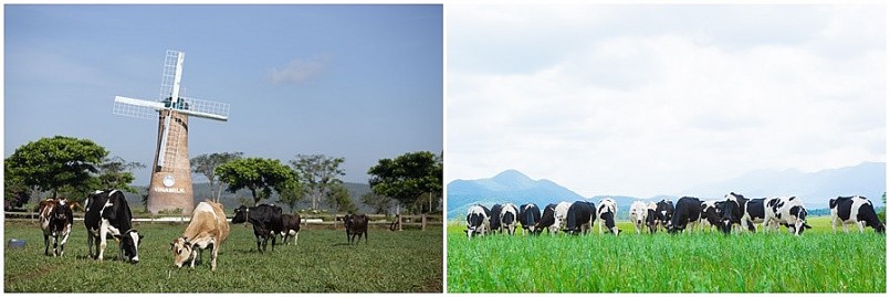 Vinamilk hiện có 2 trang trại bò sữa organic tại Việt Nam và dự án tổ hợp trang trại organic tại Lào dự kiến sẽ đi vào hoạt động đầu năm 2022
