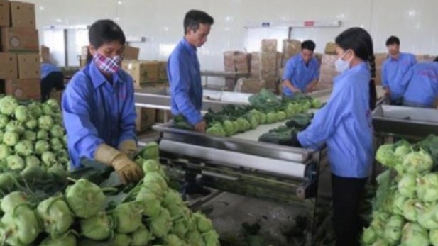 Nhiều cơ hội cho doanh nghiệp rau củ xuất khẩu sang thị trường Đài Loan