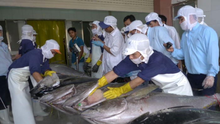 Xuất khẩu cá ngừ sang thị trường Trung Quốc tăng cao