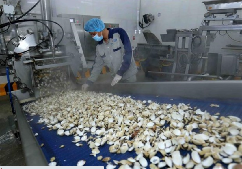 Dây chuyền chế biến ngao thịt đông lạnh tại nhà máy của Công ty Thủy sản Lenger Việt Nam. Ảnh tư liệu: Vũ Sinh/TTXVN