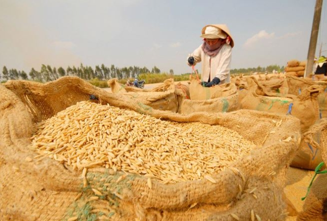 Cập nhật giá lúa gạo hôm nay 24/11/2021: Giá lúa giảm 100 đồng/kg