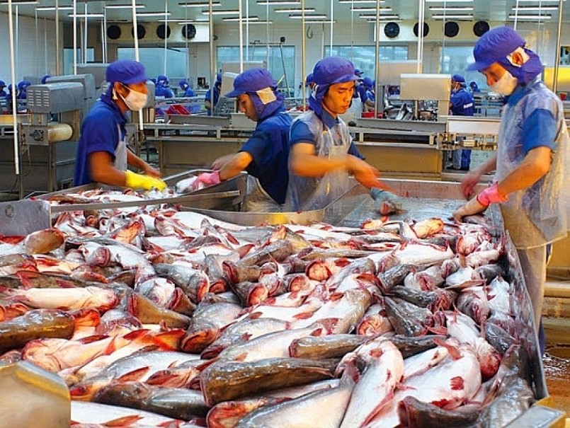 Xuất khẩu cá tra Việt Nam sang Mỹ là điểm sáng nhất toàn ngành cá tra