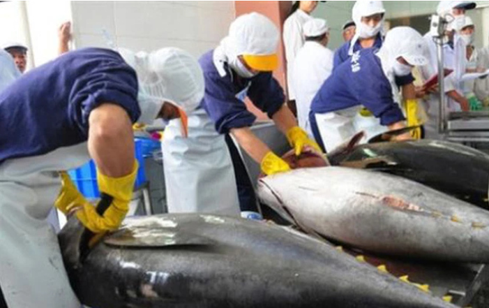 Xuất khẩu cá ngừ của Việt Nam đã tăng trở lại trong tháng 10/2021 