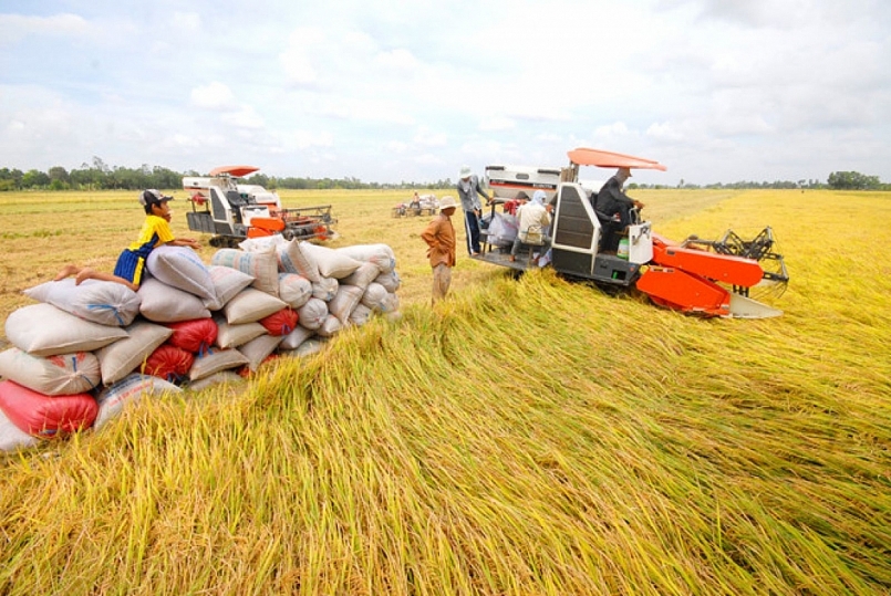 Cập nhật giá gạo hôm nay 13/12: Cuối tuần đi ngang