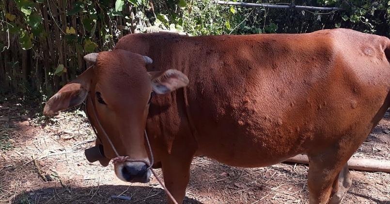 Hà Nội: Xuất hiện bệnh viêm da nổi cục tại một hộ chăn nuôi bò