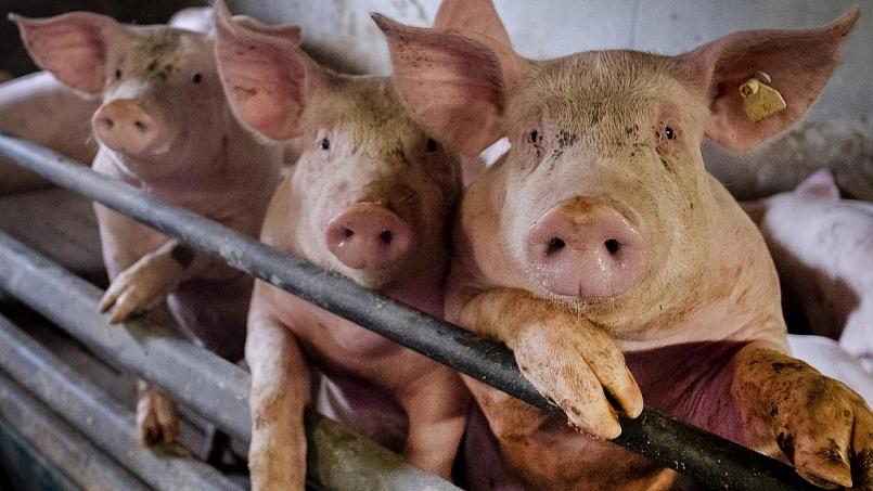 Giá thịt lợn hôm nay 4/1: Tiếp tục tăng lên ở một số tỉnh thành