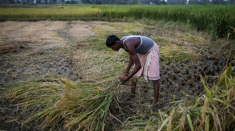 Lần đầu tiên sau nhiều thập kỷ, Việt Nam nhập khẩu gạo từ Ấn Độ