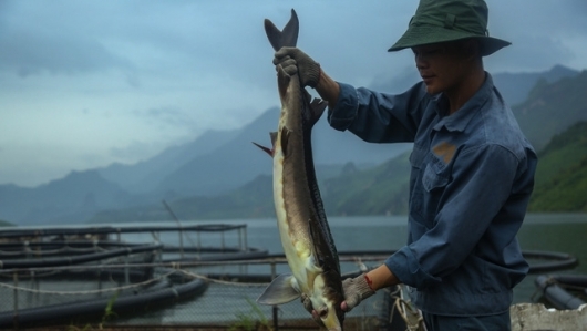 Tăng cường các biện pháp quản lý nhập khẩu cá tầm từ Trung Quốc