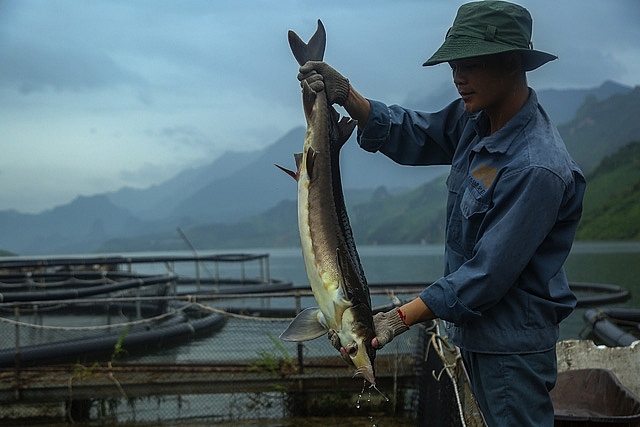 Tăng cường các biện pháp quản lý nhập khẩu cá tầm từ Trung Quốc