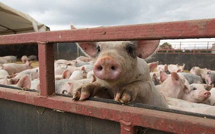 Giá thịt lợn hôm nay 6/1: Miền Bắc chạm ngưỡng 81.000 đồng/kg