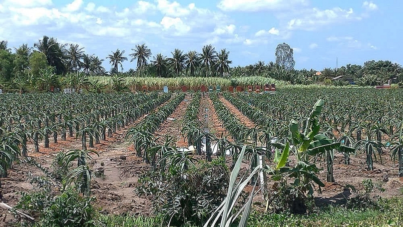 Chuyển đổi 7.700 ha đất lúa sang trồng cây ăn trái và nuôi trồng thủy sản thích ứng với biến đổi khí hậu và giảm nhẹ thiên tai