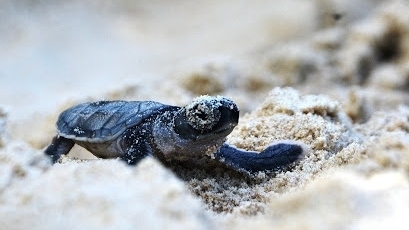 Quảng Nam: Đề xuất 5 giải pháp bảo vệ rùa biển