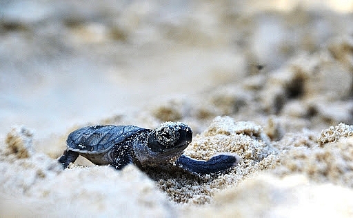 Phục hồi và bảo tồn rùa biển tại Khu Bảo tồn biển Cù Lao Chàm