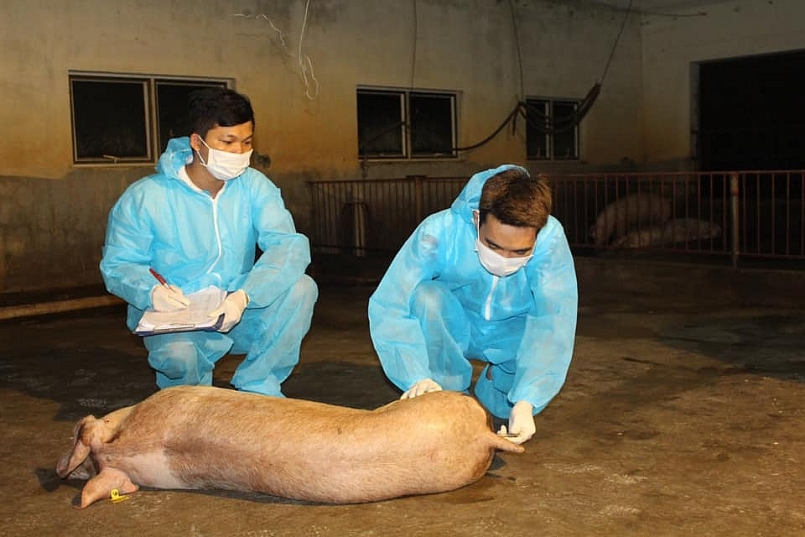 Kiên Giang: Tăng cường công tác phòng, chống bệnh Dịch tả lợn Châu Phi