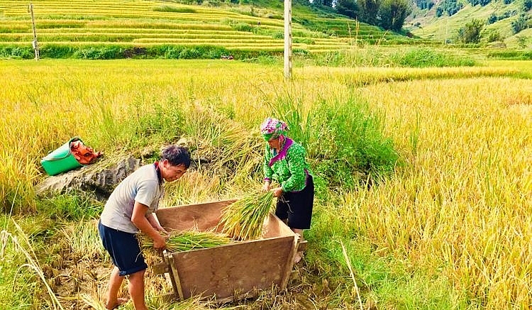 Gạo Séng Cù có chất lượng tốt nhờ Nhờ điều kiện tự nhiên thích hợp và kinh nghiệm canh tác của người dân địa phương