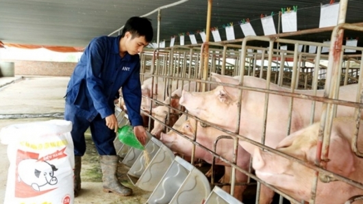 Hà Nội: Bảo đảm an toàn dịch bệnh, tăng trưởng trong chăn nuôi