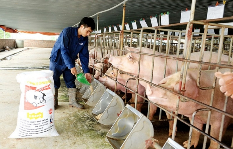 Hà Nội: Bảo đảm an toàn dịch bệnh, tăng trưởng trong chăn nuôi