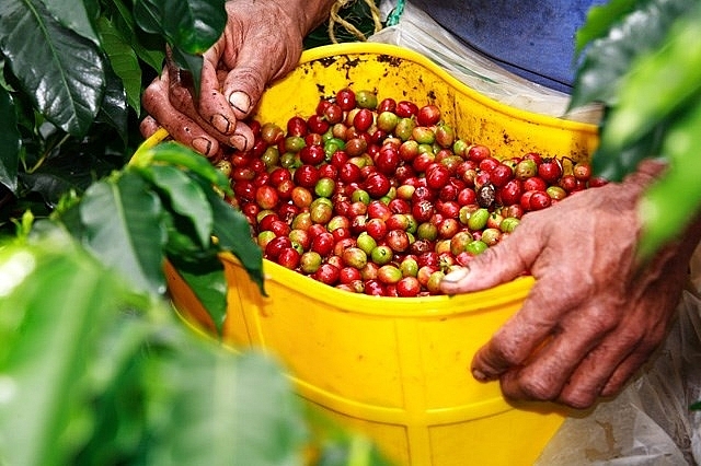 Giá cà phê hôm nay 16/1 đồng loạt vượt mốc 32 triệu đồng/tấn