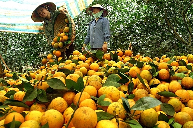 Hòa Bình: Cam Cao Phong vững giá trước biến động thị trường Hòa Bình: Cam Cao Phong vững giá trước biến động thị trường