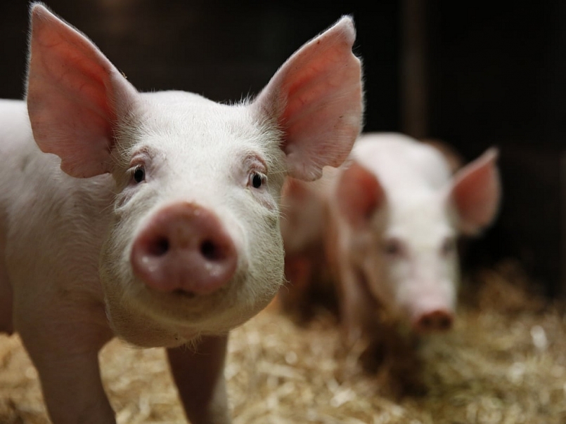Giá thịt lợn hôm nay 18/1 tiếp tục tăng ở một số địa phương