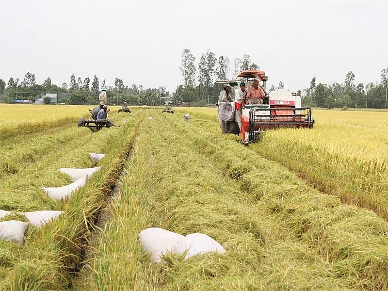 Đồng Tháp: Xây dựng mô hình sản xuất 500 ha lúa tại Hợp tác xã Mỹ Đông 2