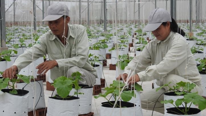 Bắc Ninh: Xây dựng các mô hình sản xuất nông nghiệp lớn theo hướng công nghệ cao