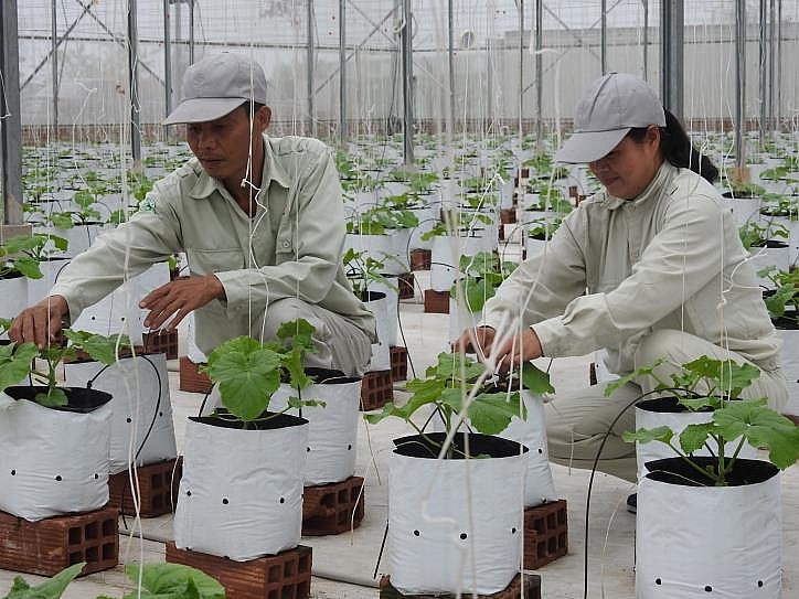 Bắc Ninh xây dựng các mô hình sản xuất nông nghiệp lớn theo hướng công nghệ cao Bắc Ninh xây dựng các mô hình sản xuất nông nghiệp lớn theo hướng công nghệ cao