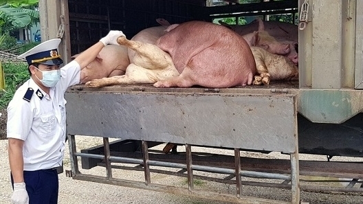 Kiên Giang: Tăng cường kiểm soát vận chuyển lợn, sản phẩm từ lợn qua biên giới